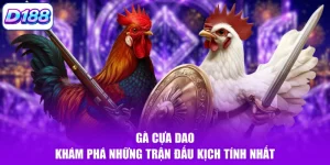 Gà Cựa Dao - Khám Phá Những Trận Đấu Kịch Tính Nhất